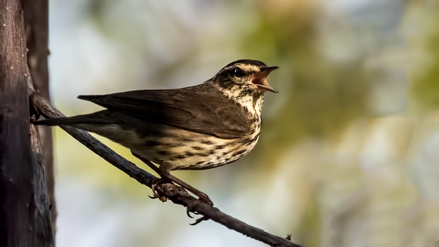 Northern Waterthrush