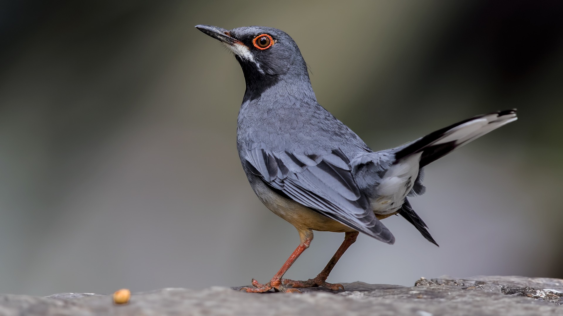 Red-legged Thrush