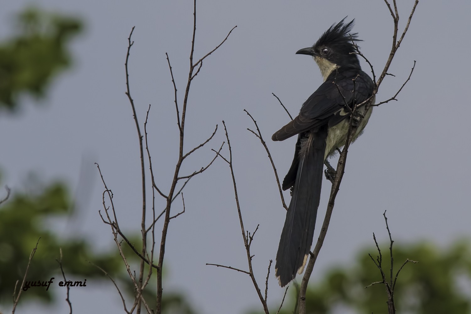 Jacobin Cuckoo