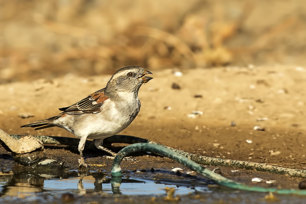 Cape Sparrow