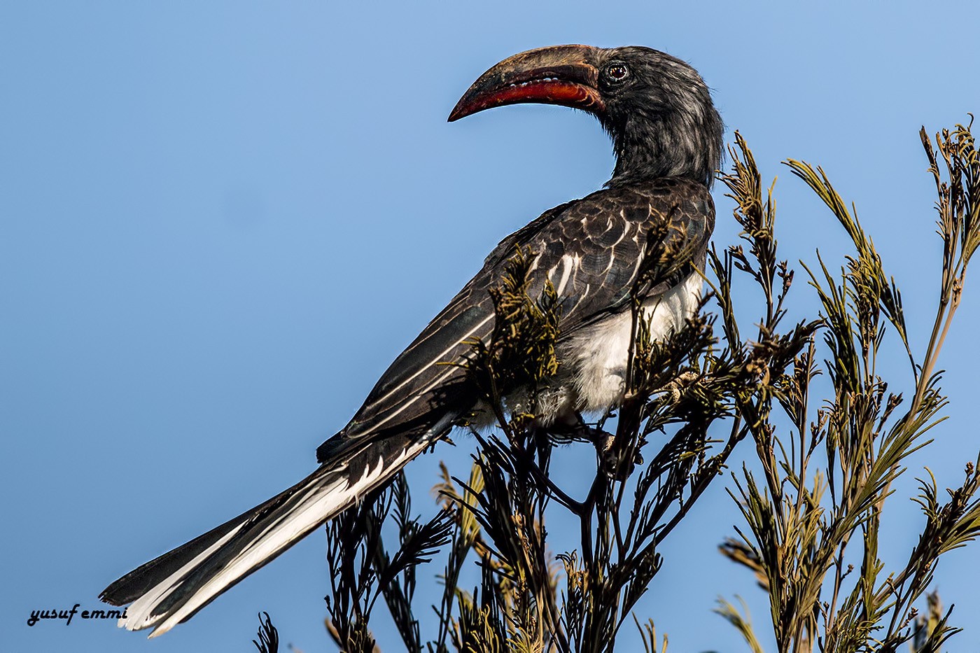 Hemprich's Hornbill