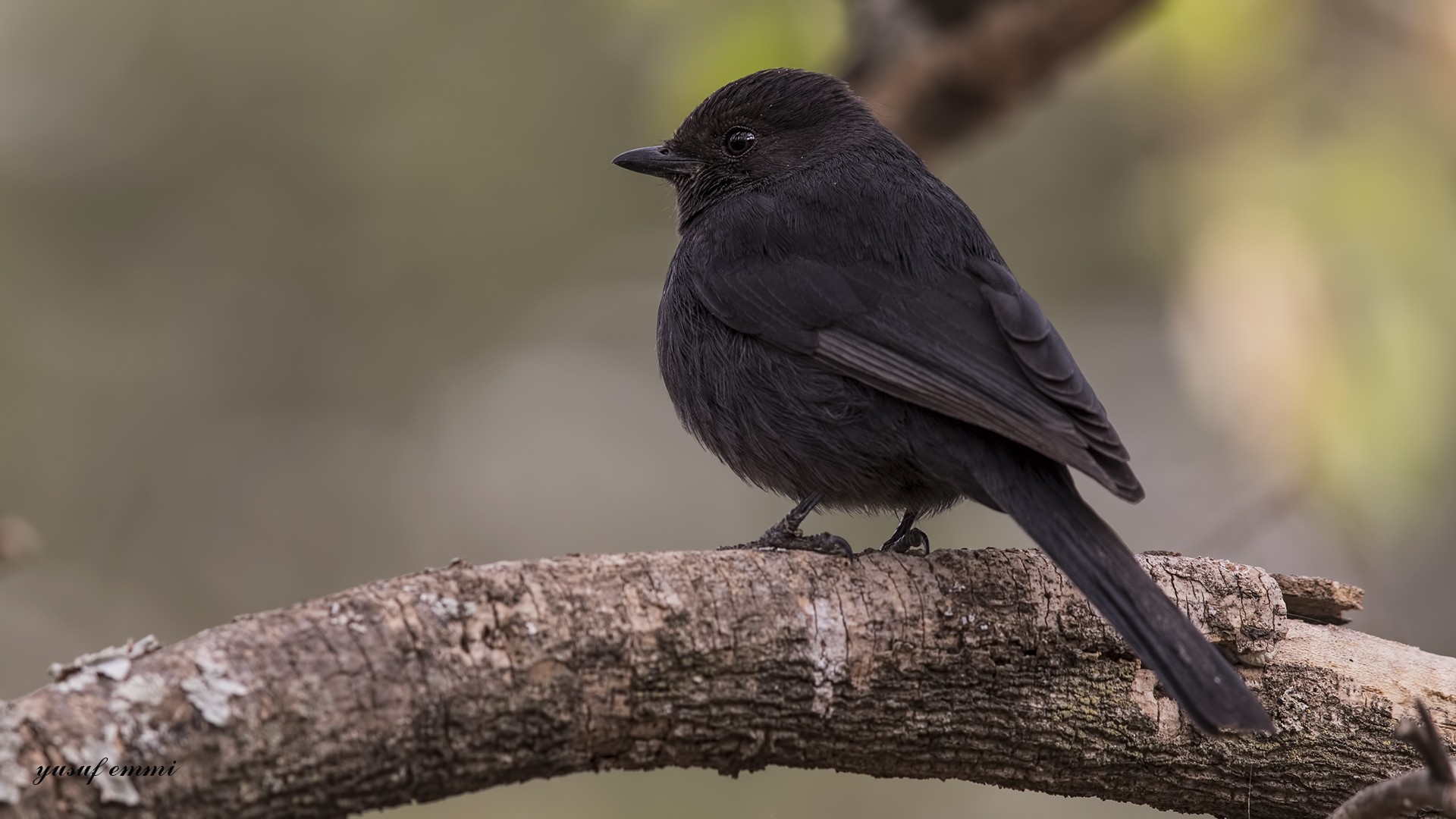 Northern Black-flycatcher