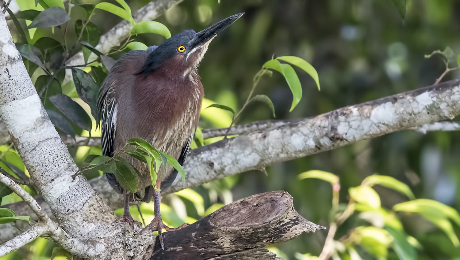 Green-backed Heron