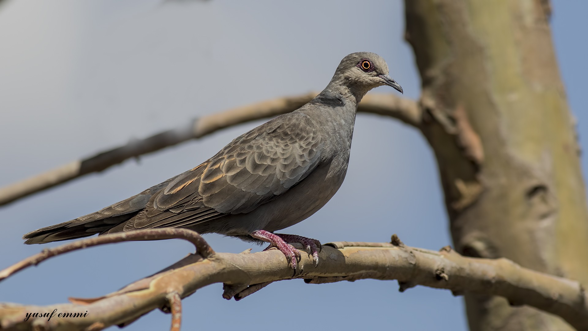 Dusky Turtle-dove