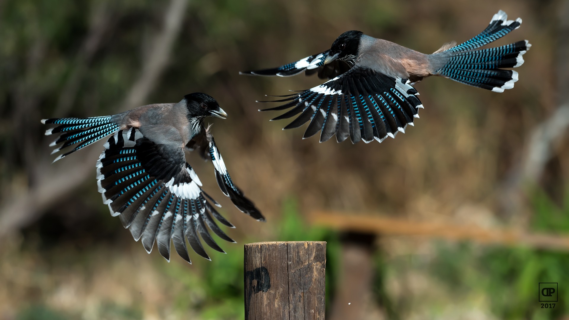 Black-headed Jay
