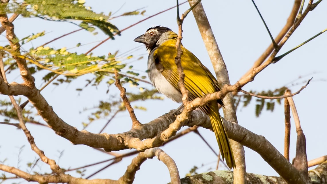 Black-headed Saltator