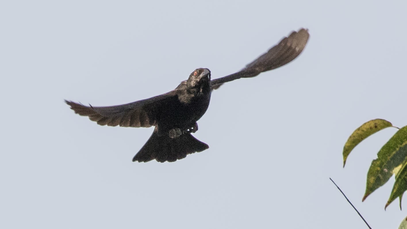 Bronzed Cowbird