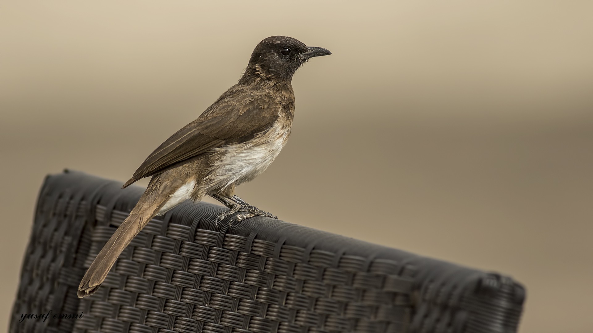 Common Bulbul