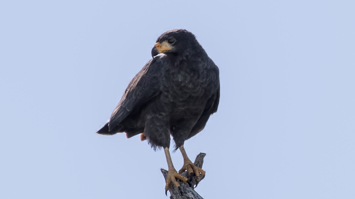 Common Black Hawk