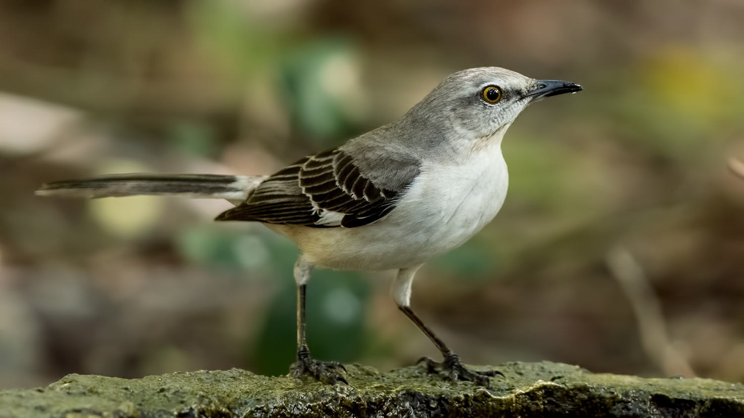 Northern Mockingbird