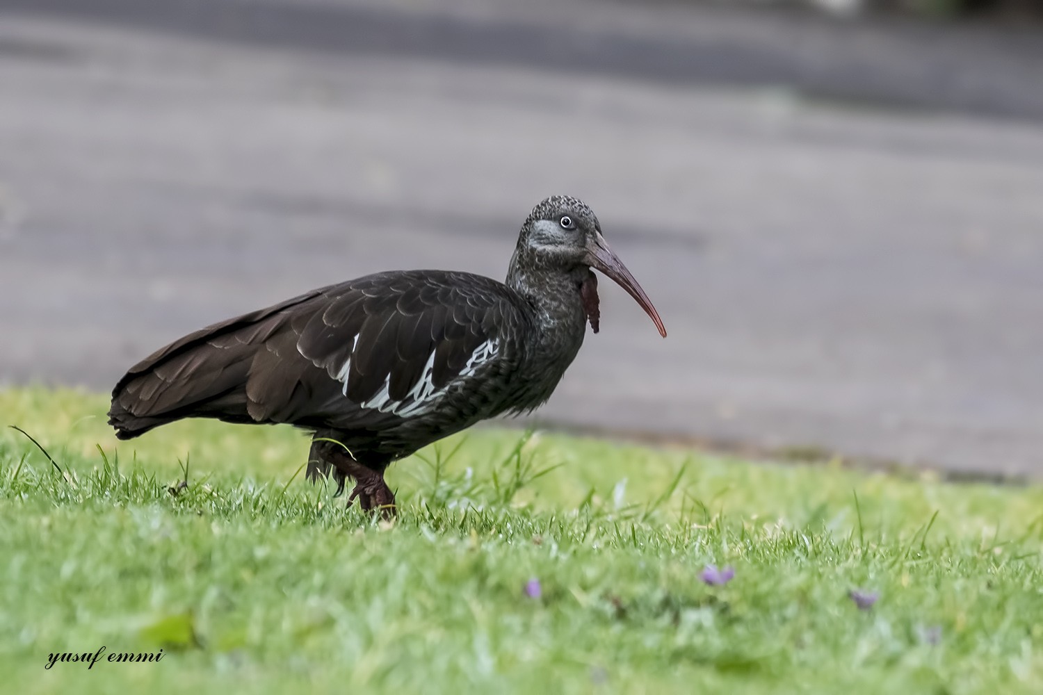 Wattled Ibis