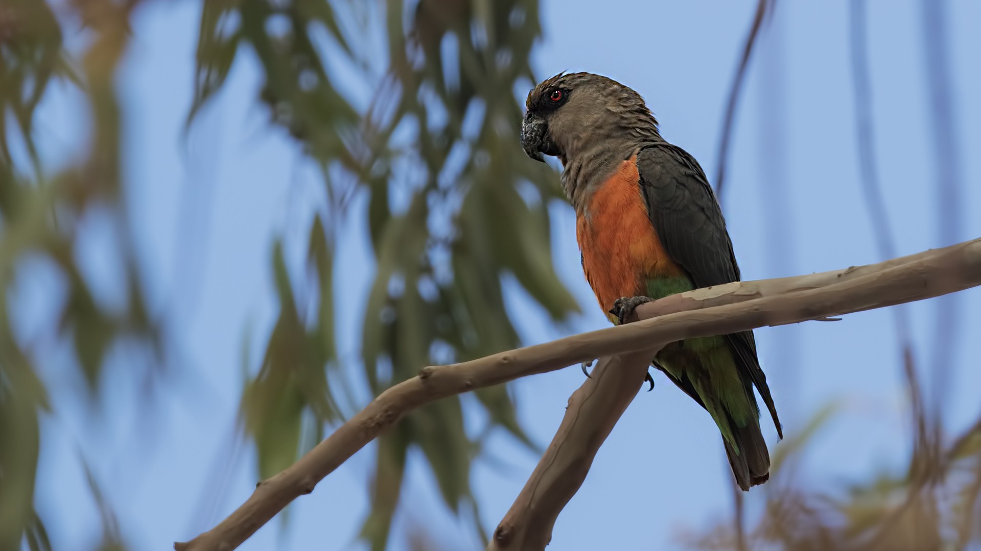 Red-bellied Parrot