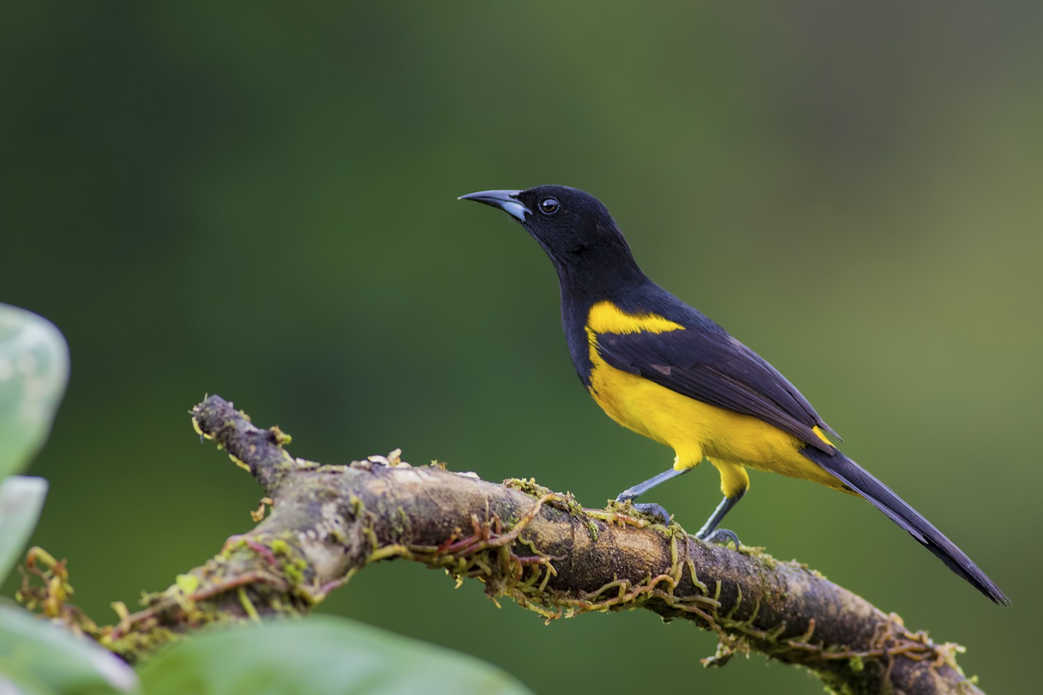 Black-cowled Oriole