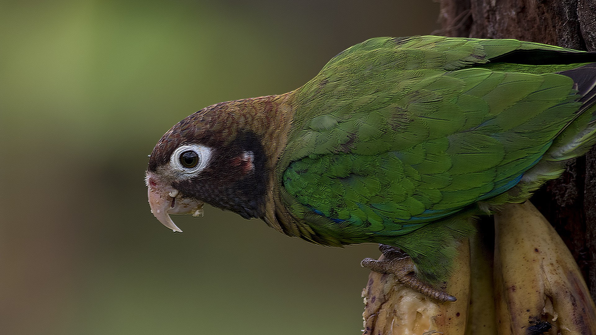 Brown-hooded Parrot