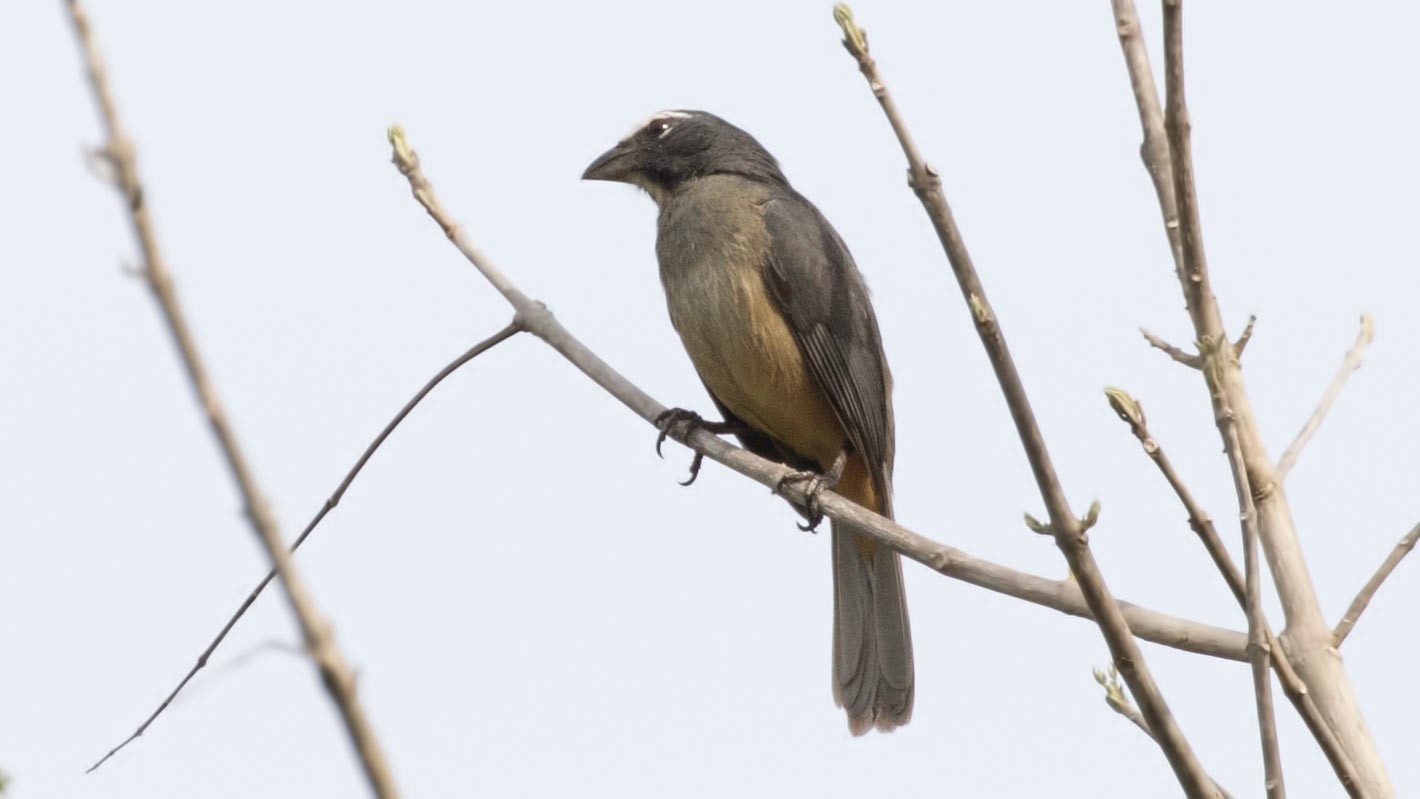 Greyish Saltator