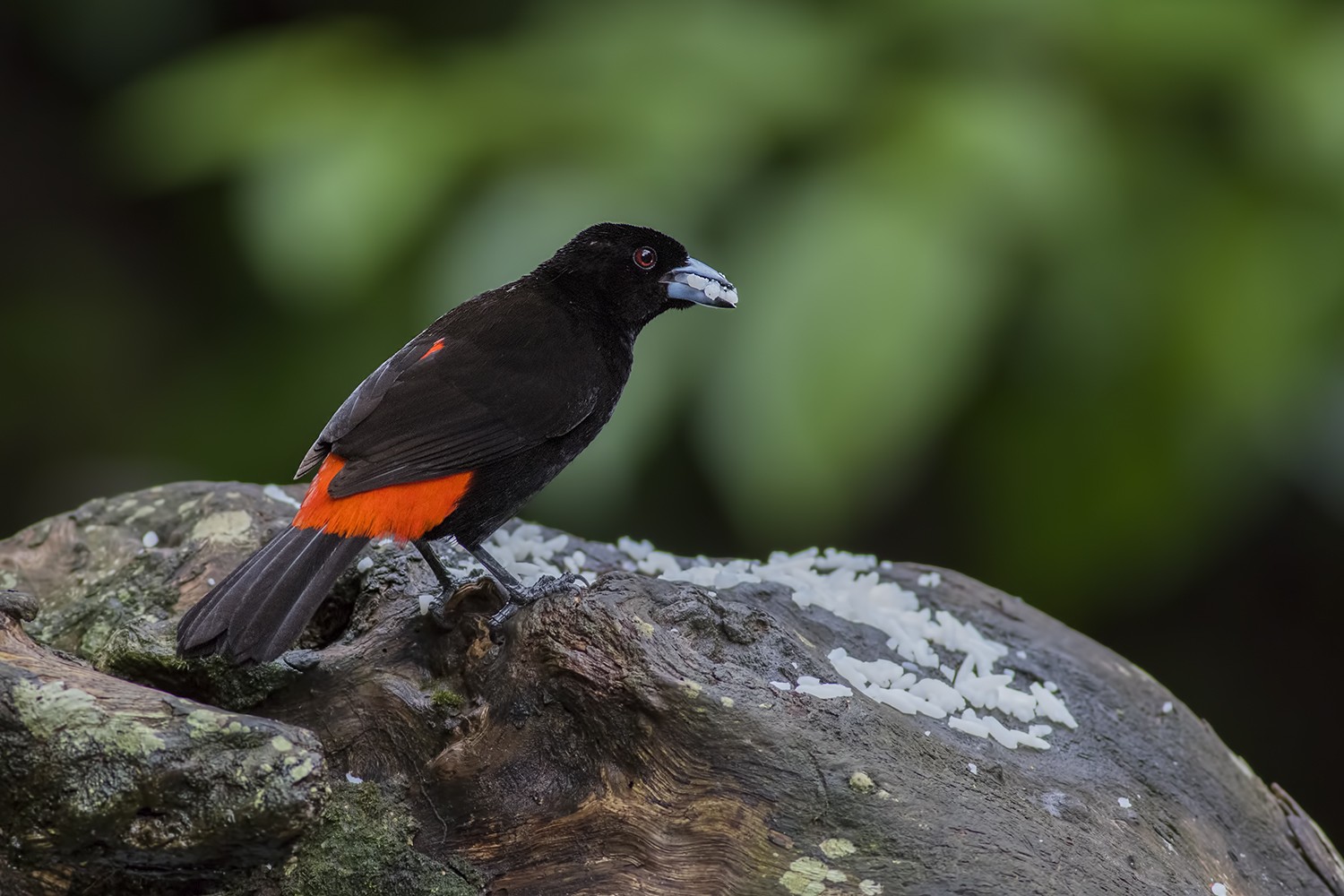 Scarlet-rumped Tanager