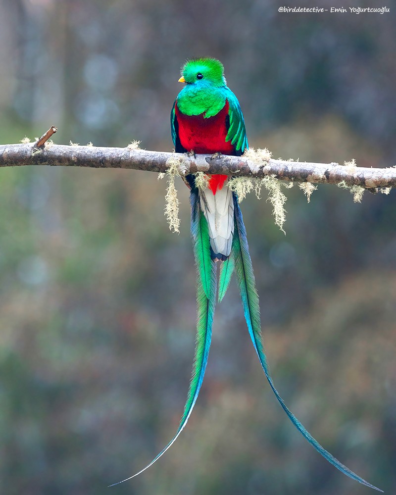 Resplendent Quetzal