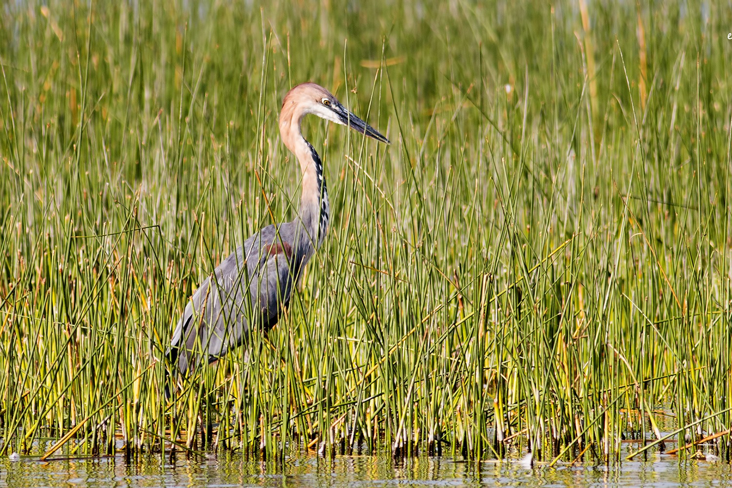 Goliath Heron