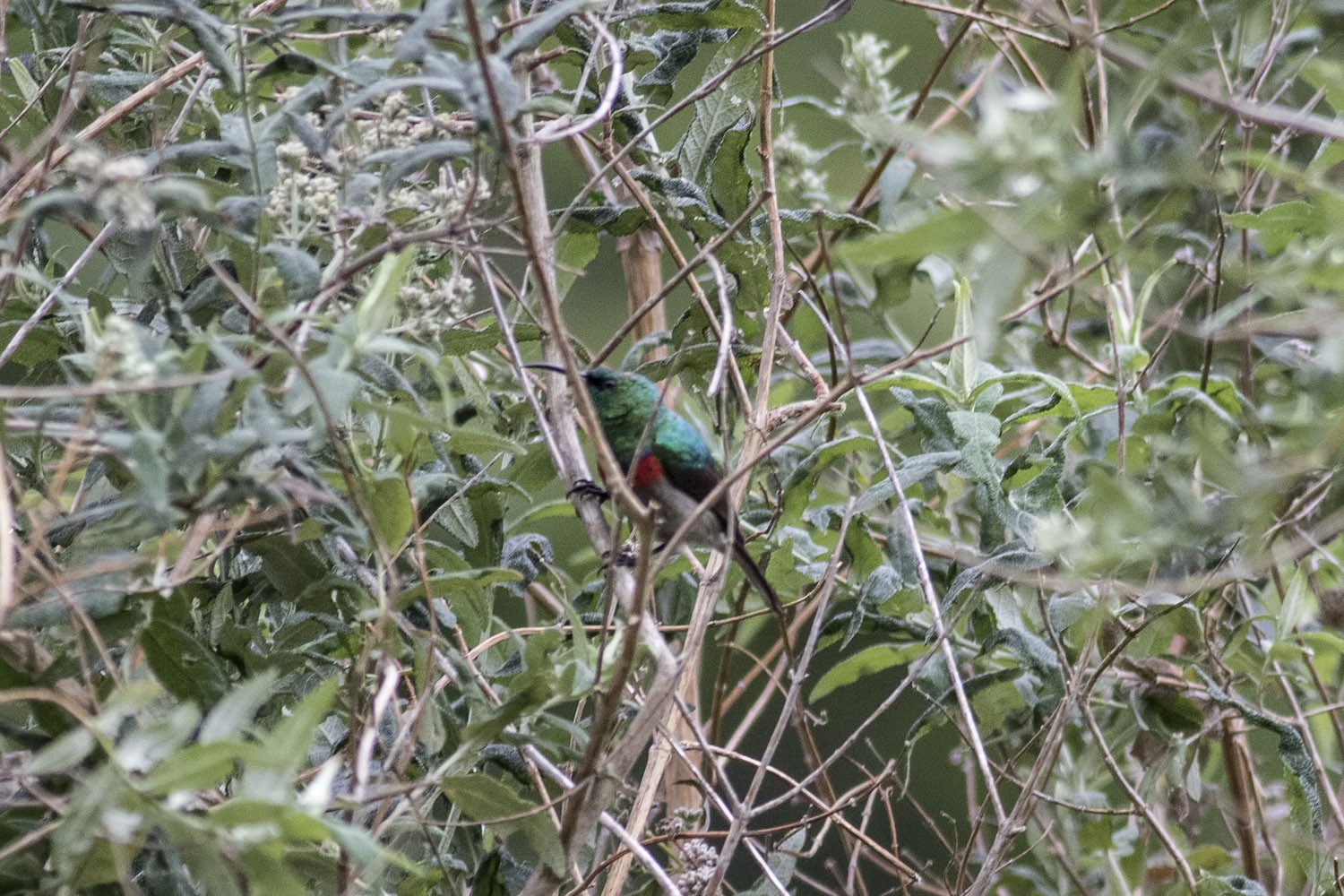 Southern Double-collared Sunbird