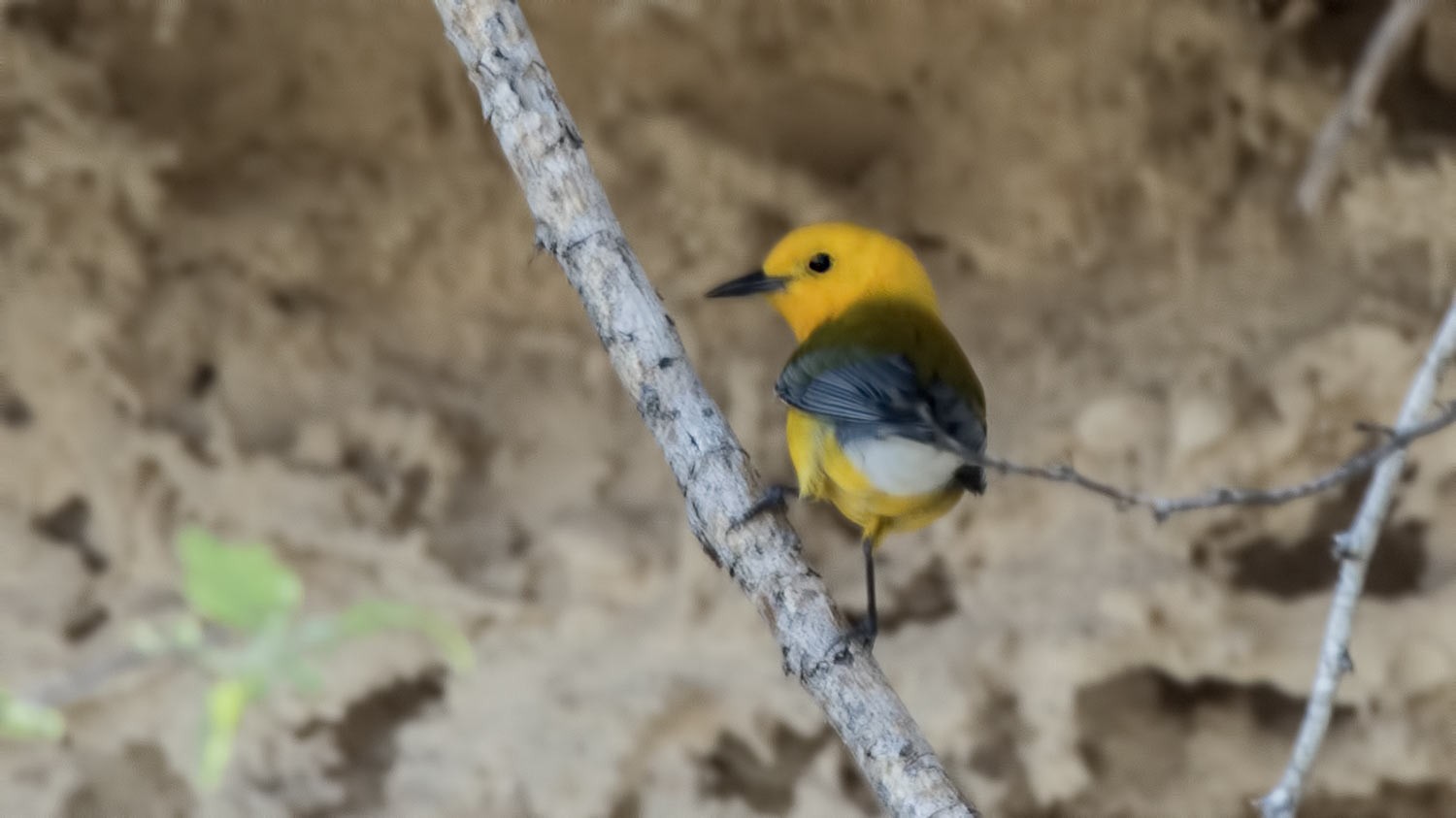 Prothonotary Warbler