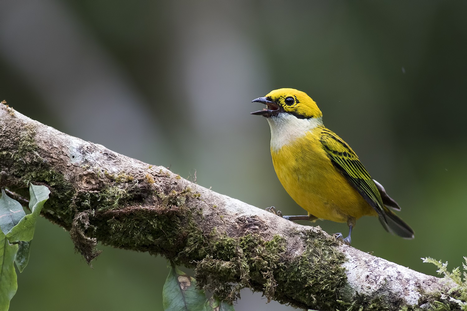 Silver-throated Tanager