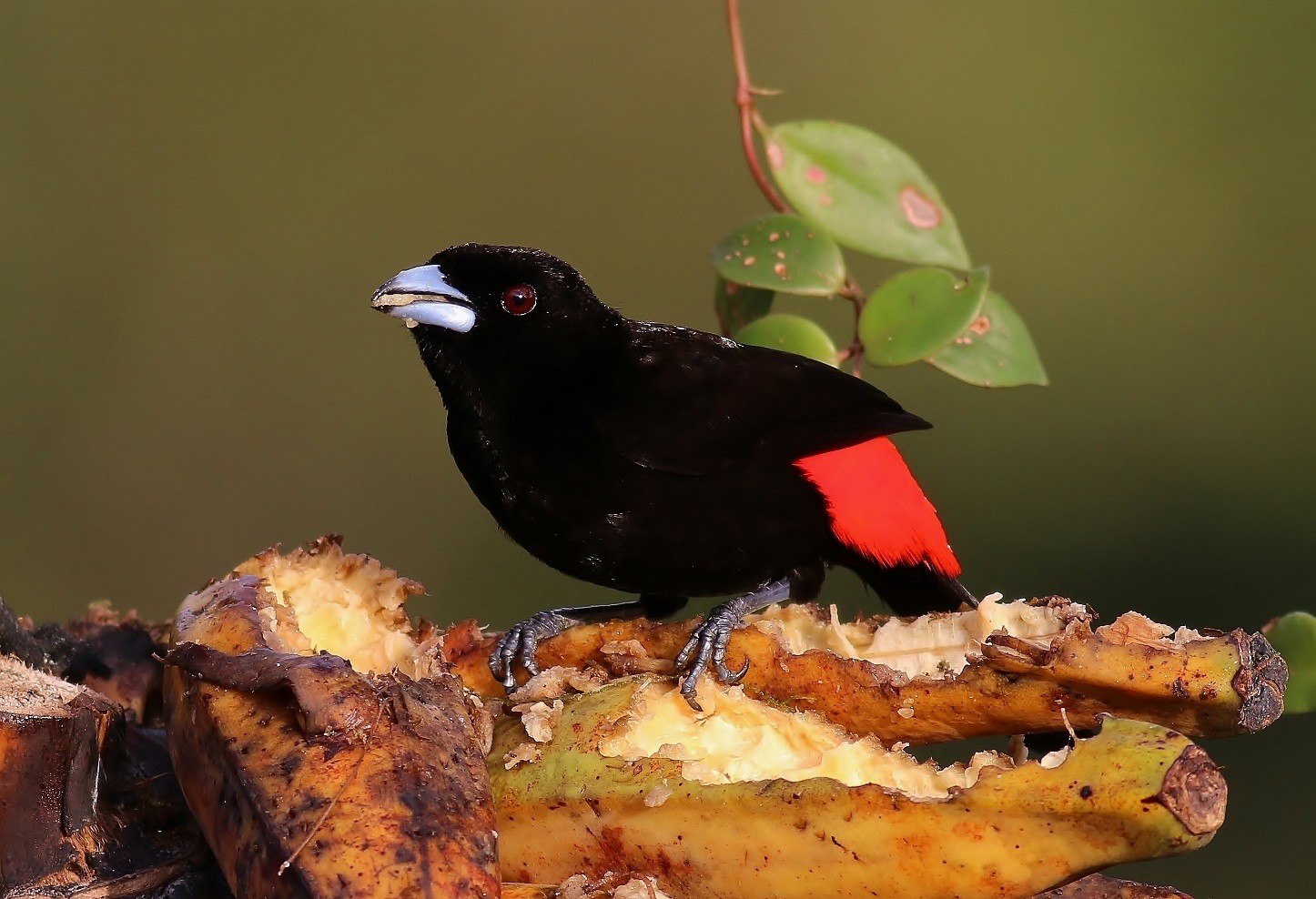 Scarlet-rumped Tanager