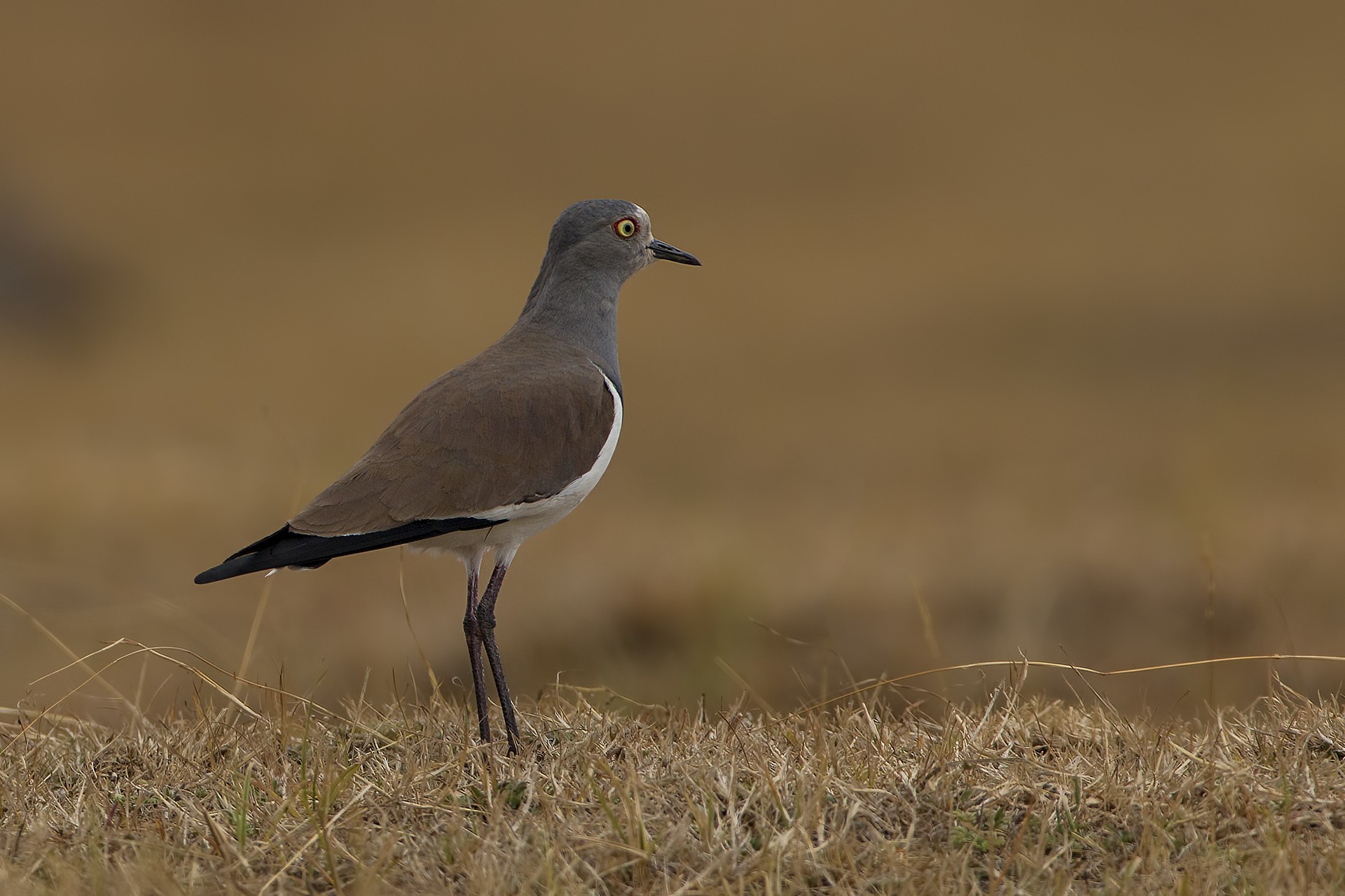 Black-winged Lapwing