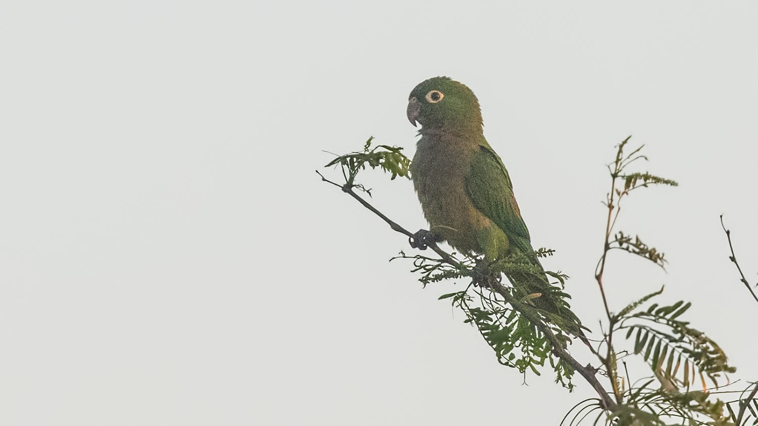 Orange-fronted Parakeet