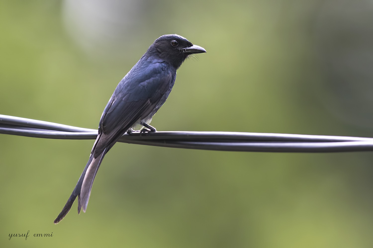 White-bellied Drongo