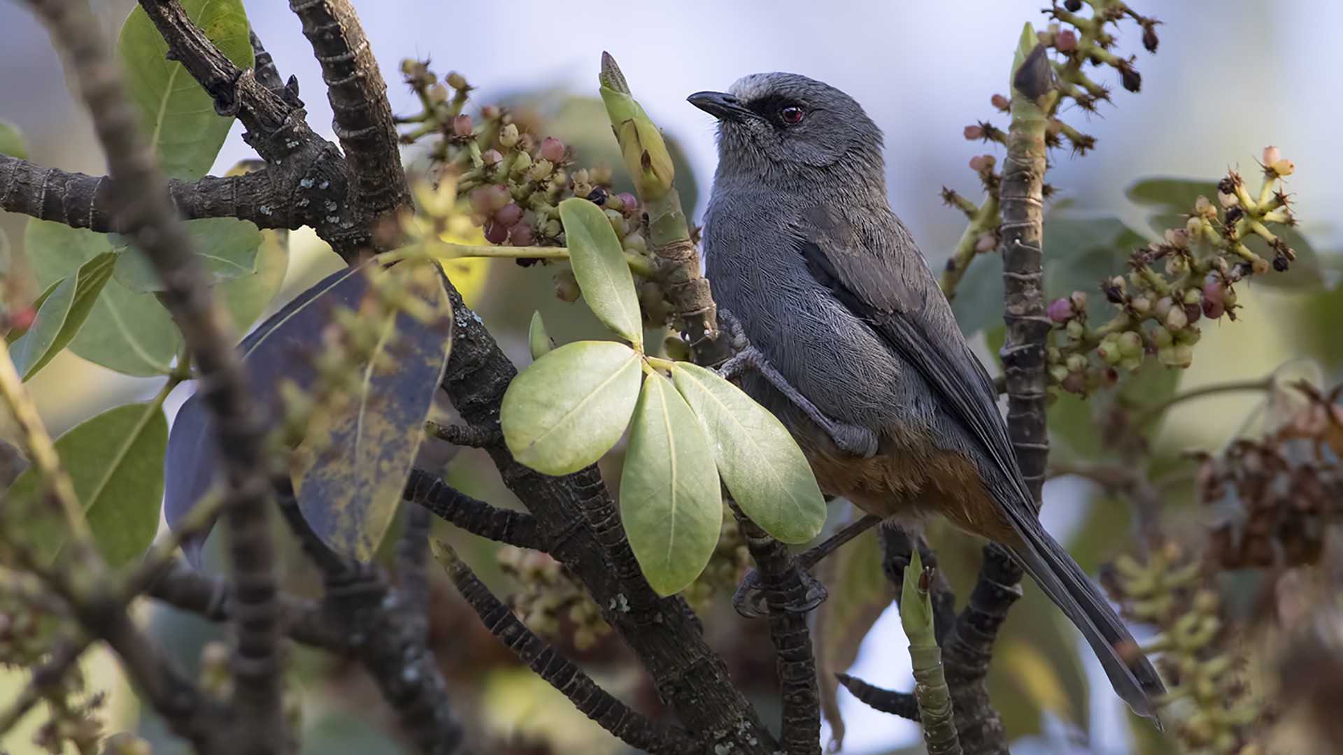 Juniper Babbler