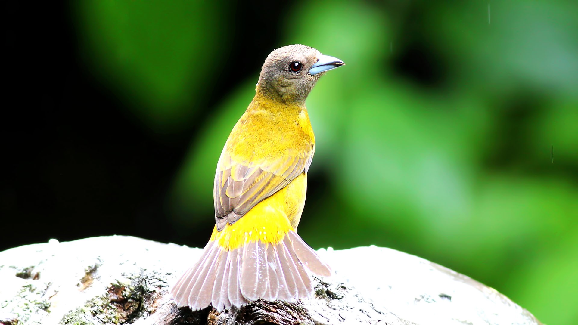 Scarlet-rumped Tanager