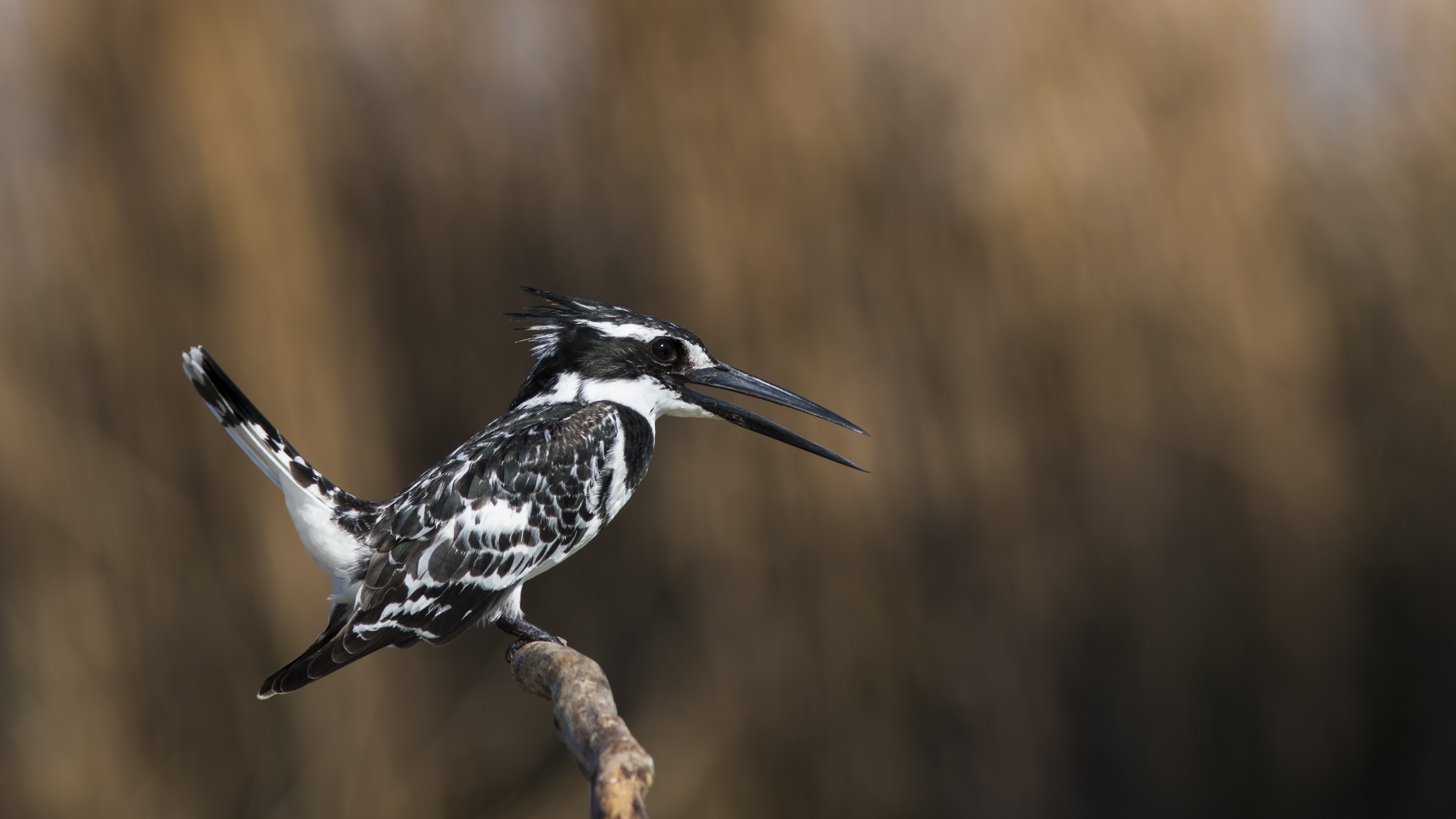 Alaca Yalıçapkını