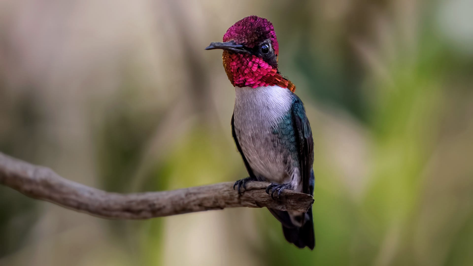 Bee Hummingbird