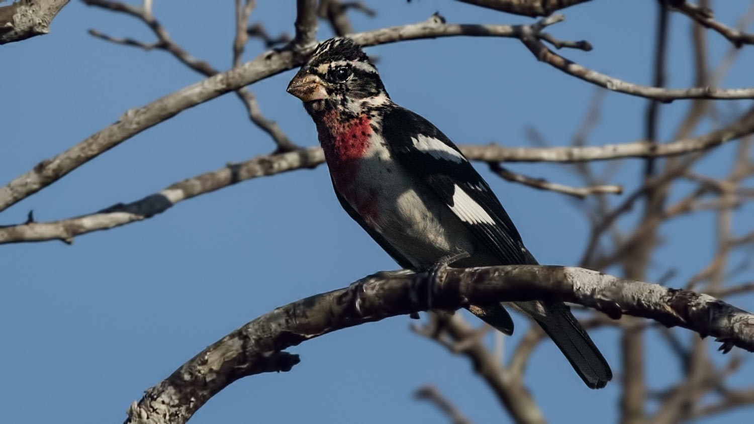 Rose-breasted Grosbeak