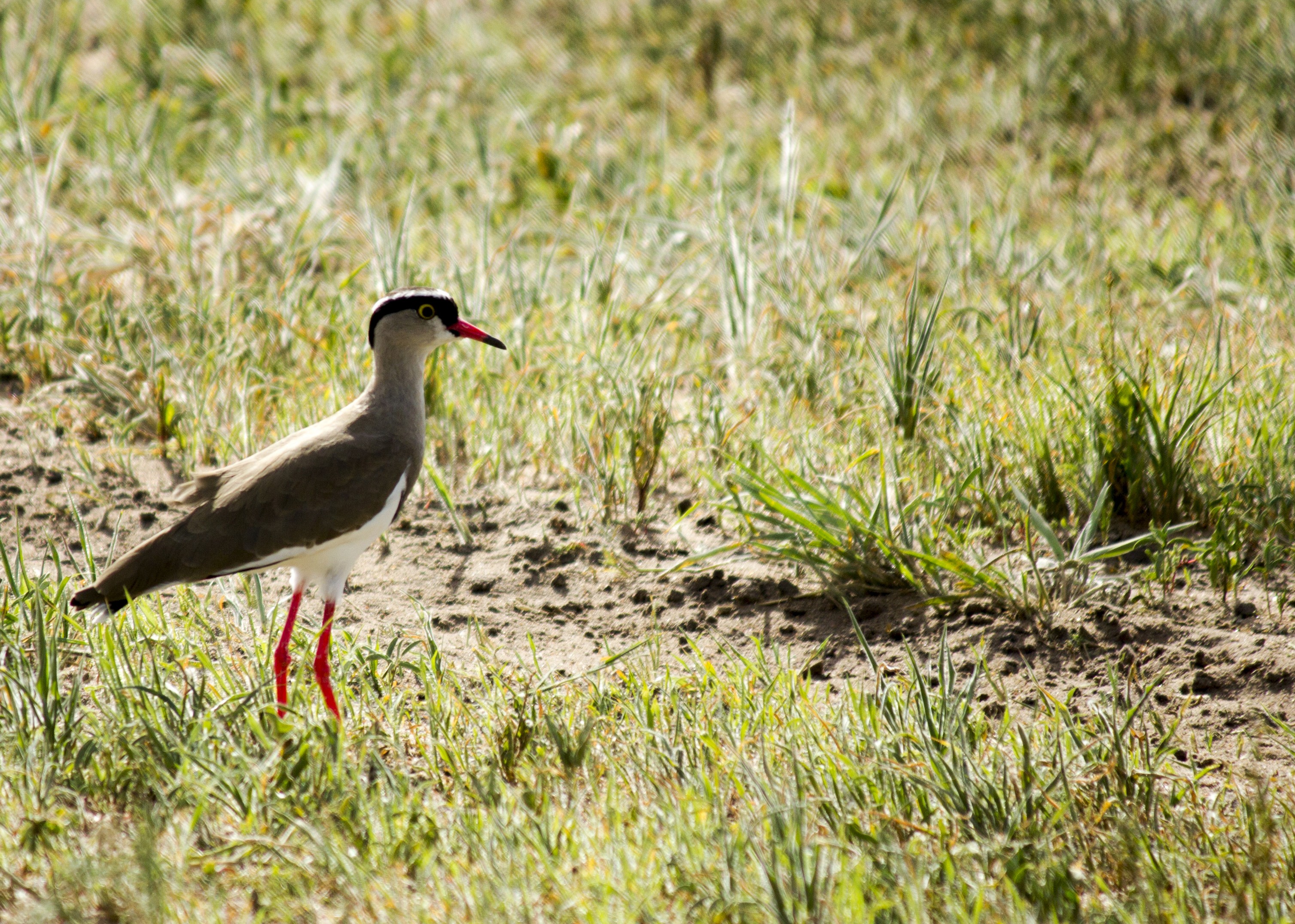 Crowned Lapwing