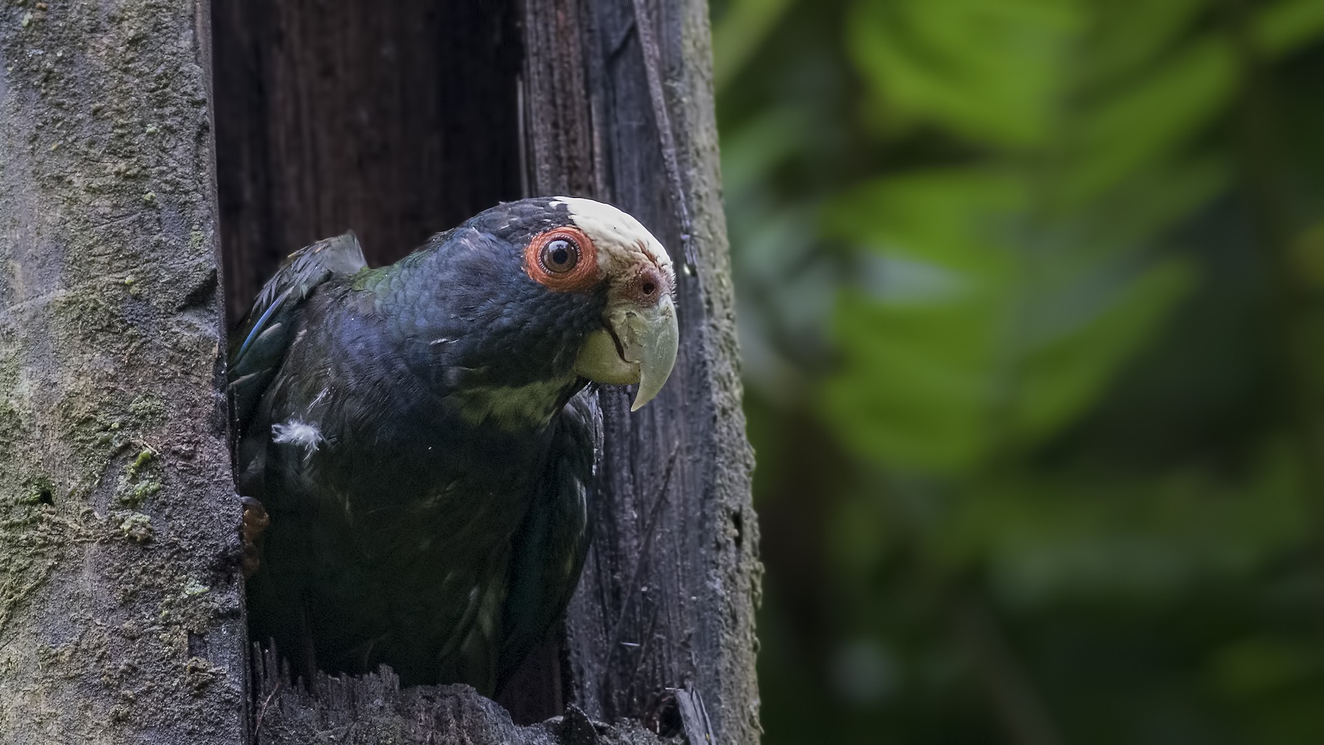 White-crowned Parrot