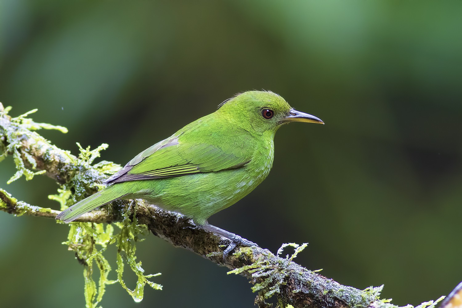 Green Honeycreeper