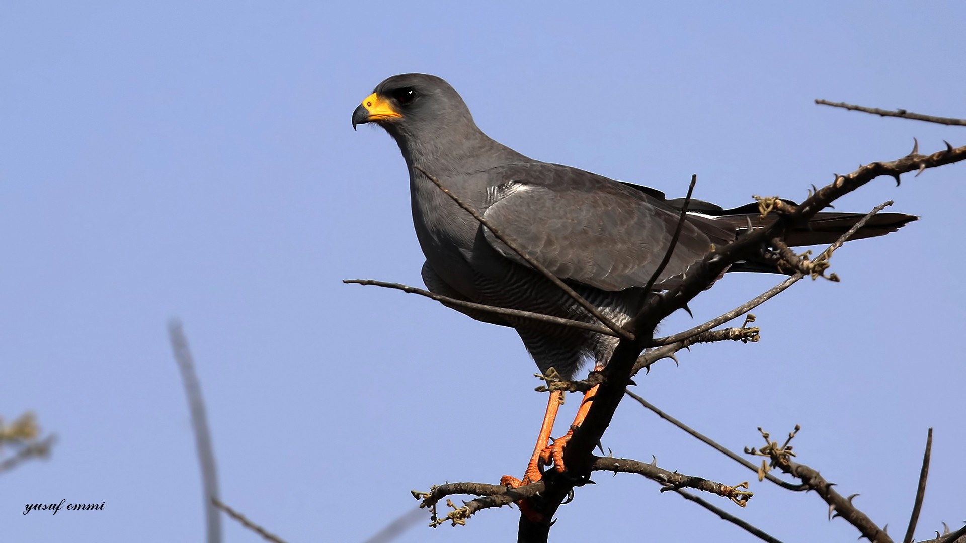 Dark Chanting-goshawk