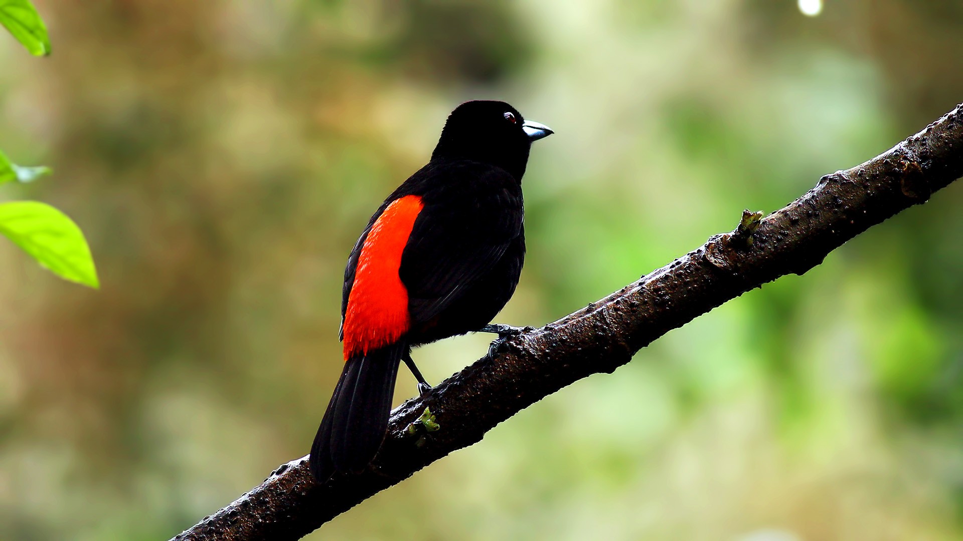 Scarlet-rumped Tanager