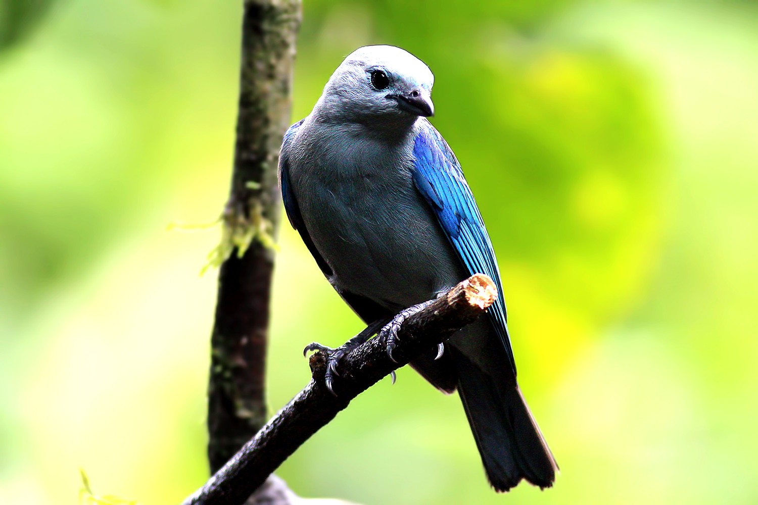 Blue-grey Tanager