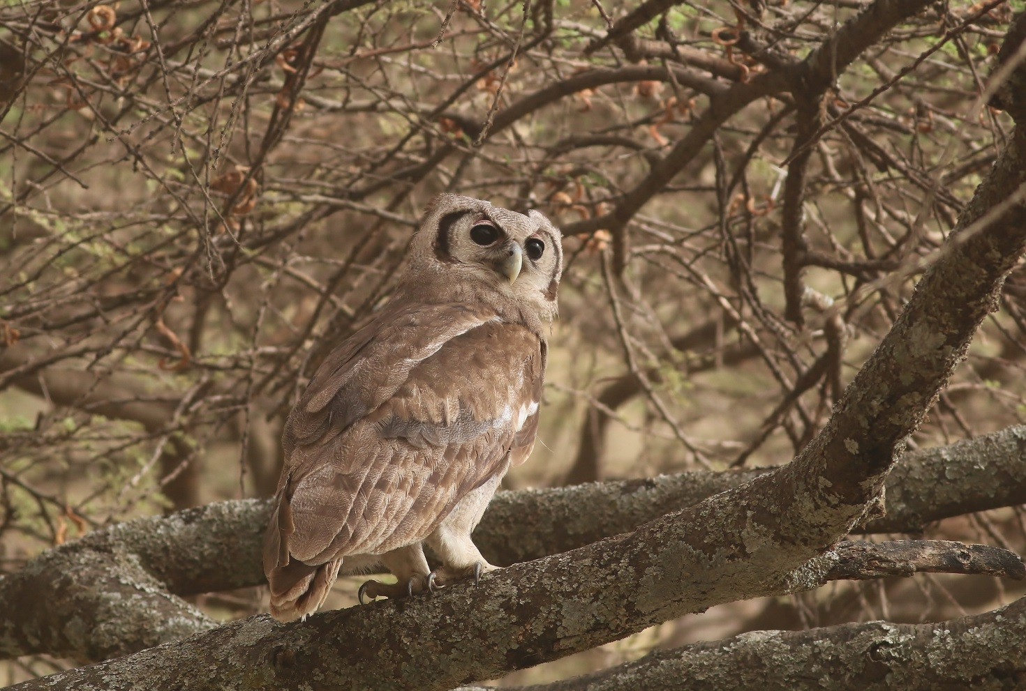 Verreaux's Eagle-owl