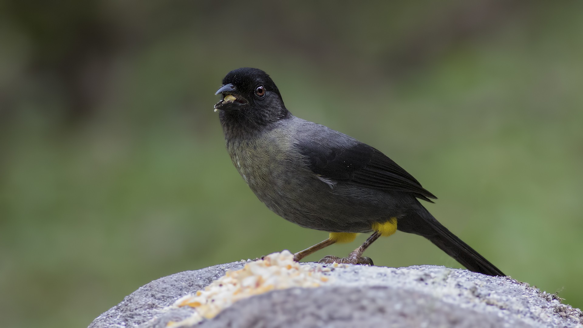 Yellow-thighed Finch