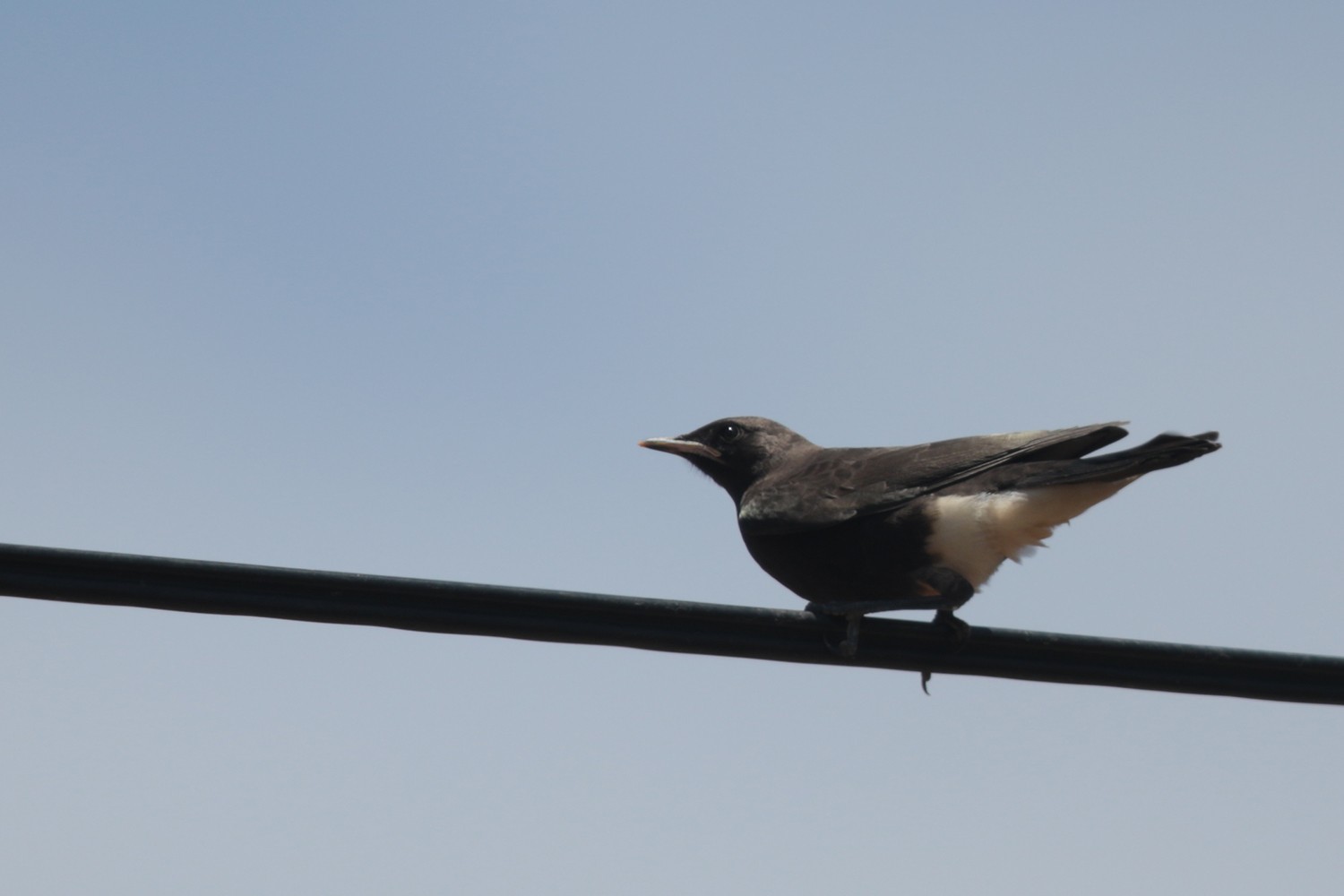 Mountain Wheatear