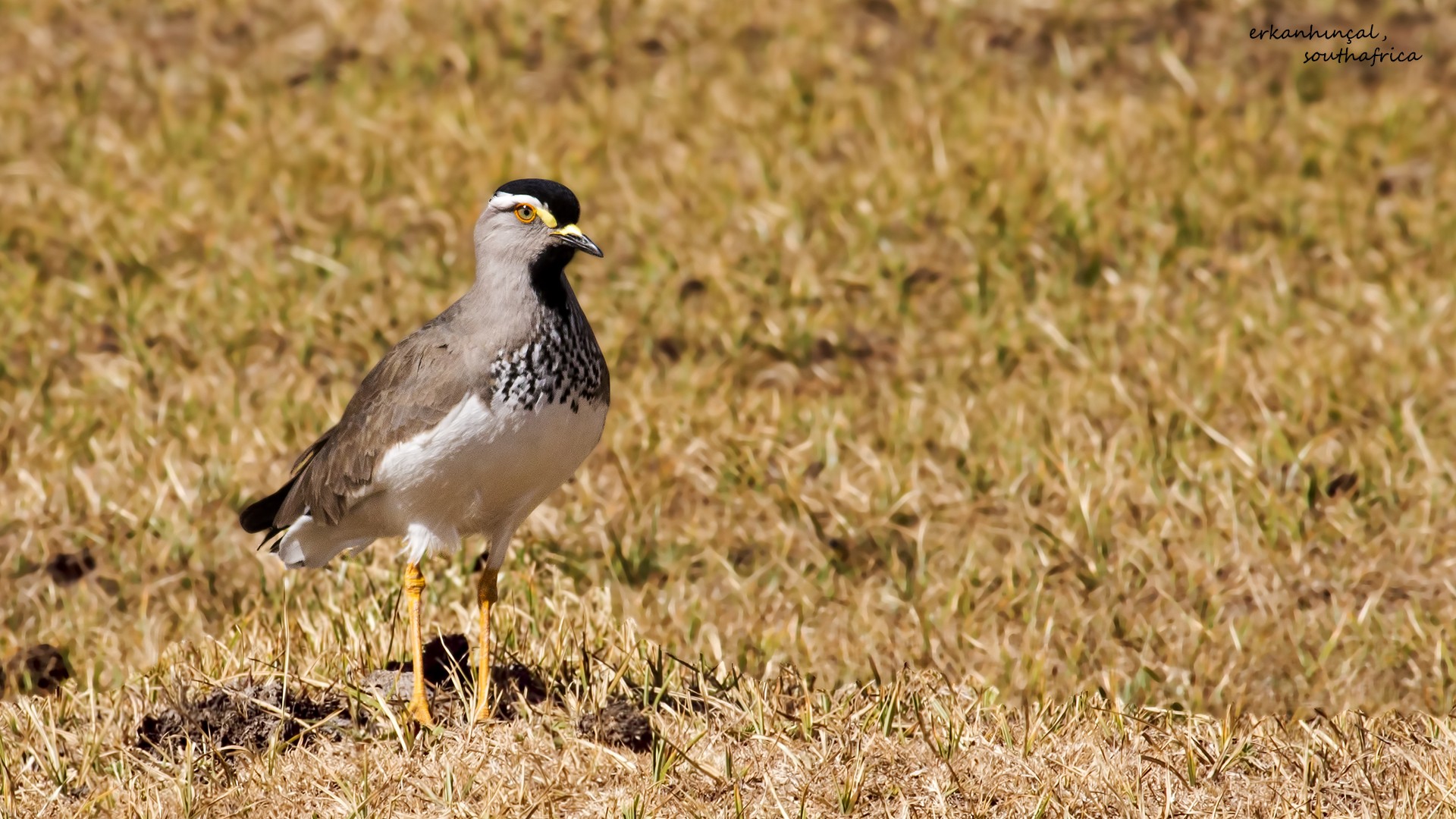 Spot-breasted Lapwing