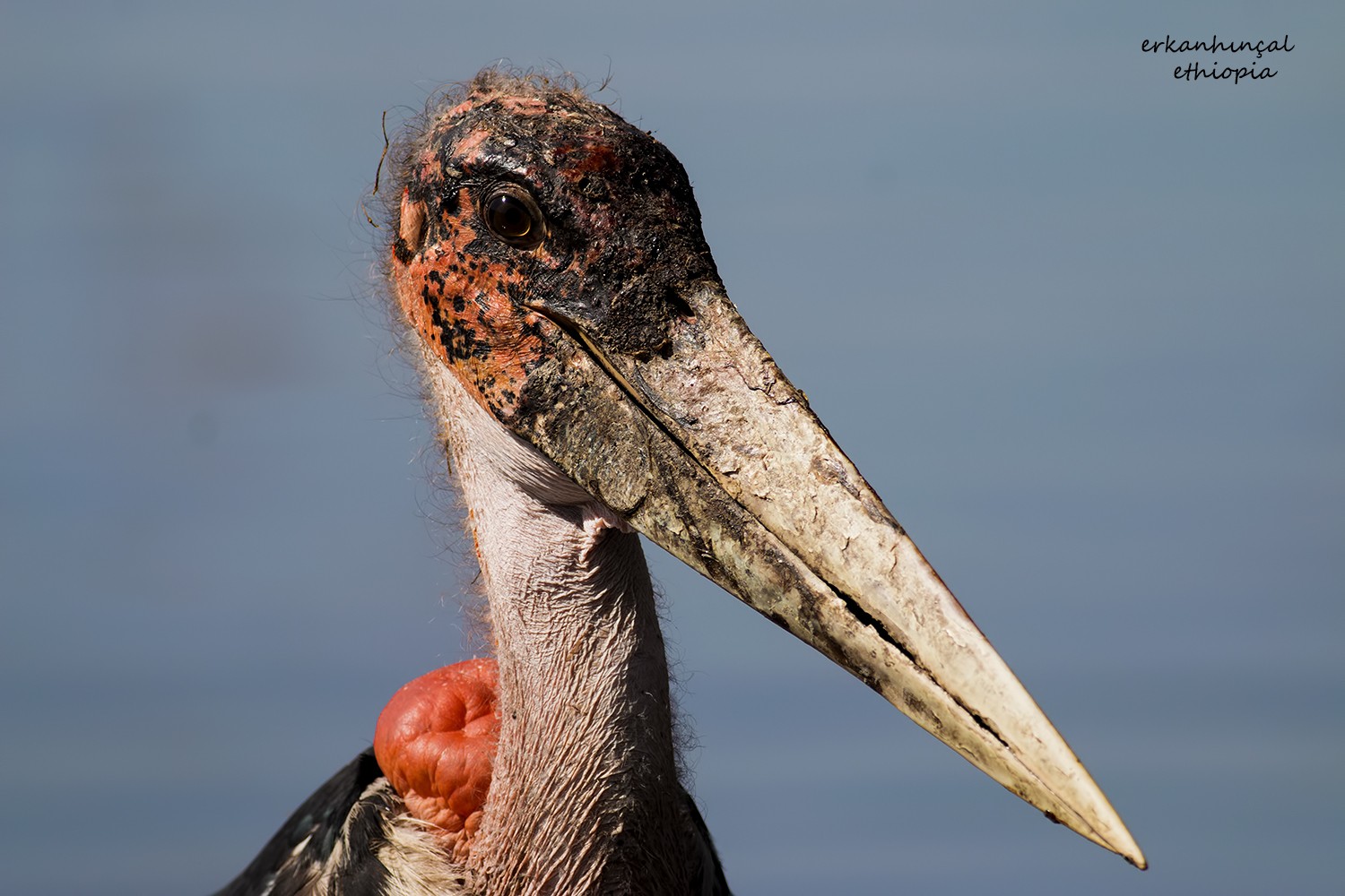 Marabou