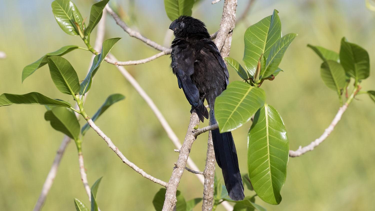 Groove-billed Ani