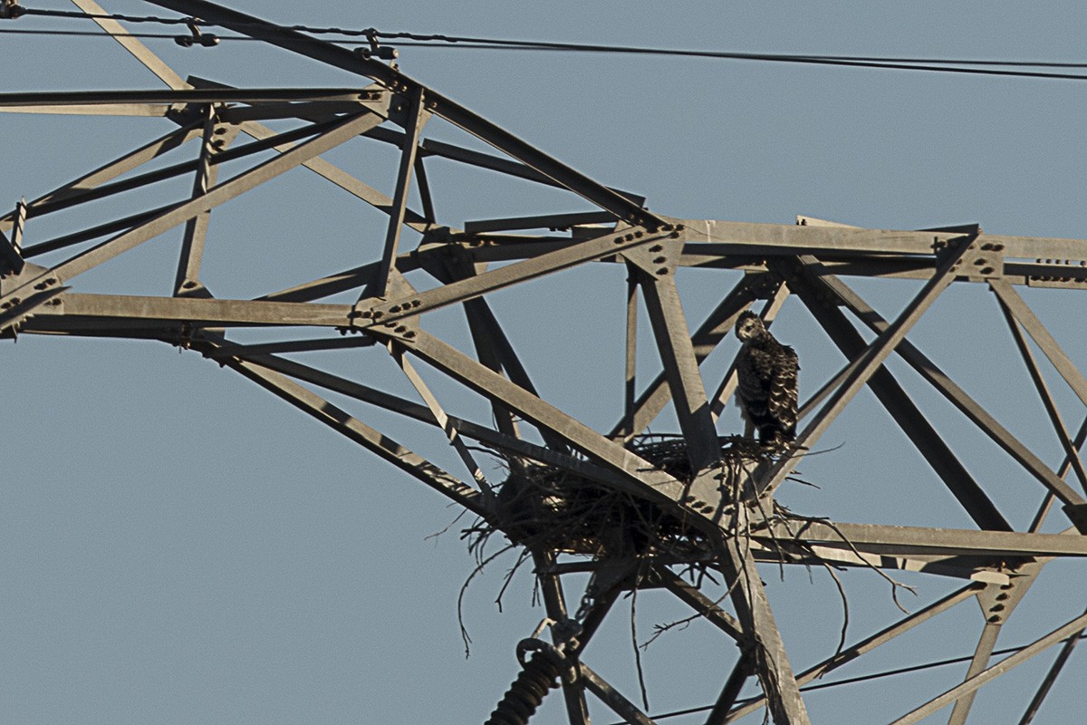 Martial Eagle