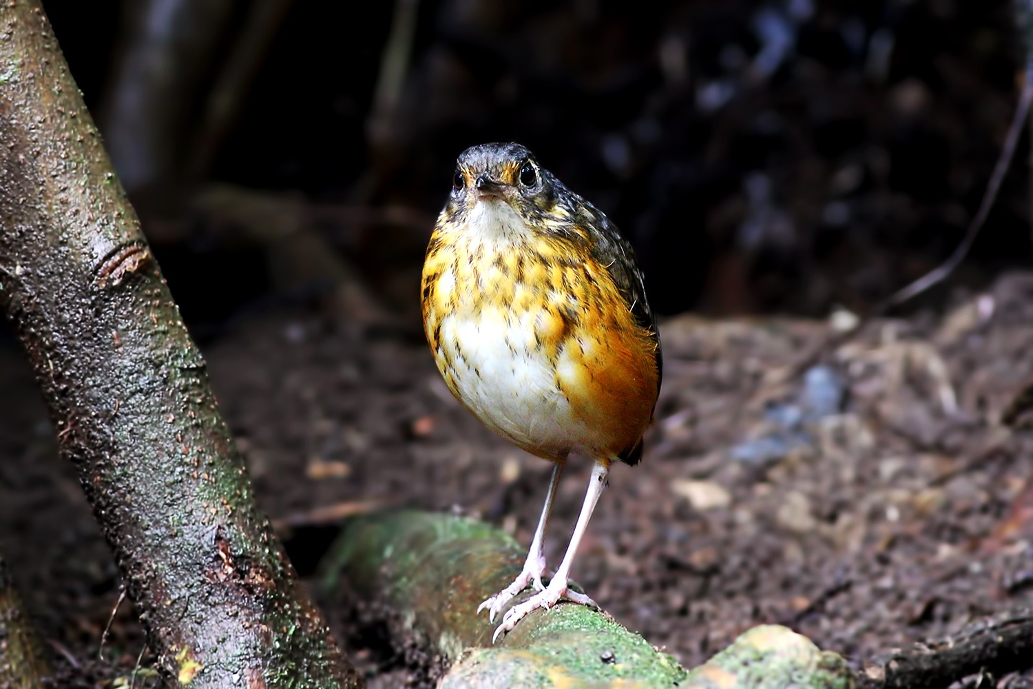 Thicket Antpitta