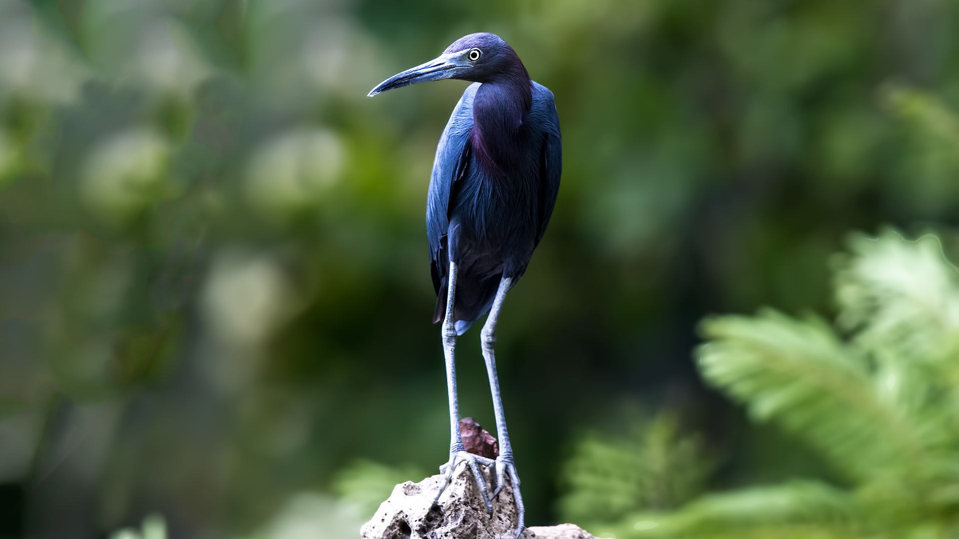 Little Blue Heron