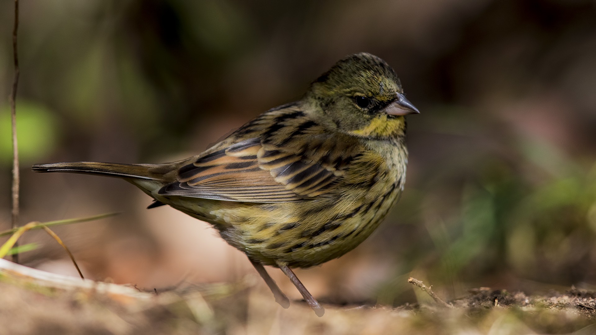 Black-faced Bunting